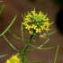 Treacle-mustard - Erysimum cheiranthoides | Fotografijos autorius : Aleksandras Stabrauskas | © Macronature.eu | Macro photography web site