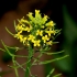 Smalkinis tvertikas - Erysimum cheiranthoides | Fotografijos autorius : Aleksandras Stabrauskas | © Macronature.eu | Macro photography web site