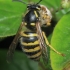 Tree wasp - Dolichovespula sylvestris | Fotografijos autorius : Gintautas Steiblys | © Macronature.eu | Macro photography web site