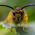Tree wasp - Dolichovespula sylvestris | Fotografijos autorius : Oskaras Venckus | © Macronature.eu | Macro photography web site