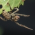 Triangle Spider - Hyptiotes paradoxus ♂ | Fotografijos autorius : Gintautas Steiblys | © Macrogamta.lt | Šis tinklapis priklauso bendruomenei kuri domisi makro fotografija ir fotografuoja gyvąjį makro pasaulį.