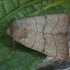 Trijuostis naktinukas - Charanyca trigrammica | Fotografijos autorius : Vytautas Gluoksnis | © Macrogamta.lt | Šis tinklapis priklauso bendruomenei kuri domisi makro fotografija ir fotografuoja gyvąjį makro pasaulį.