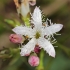 Trilapis puplaiškis - Menyanthes trifoliata | Fotografijos autorius : Gintautas Steiblys | © Macrogamta.lt | Šis tinklapis priklauso bendruomenei kuri domisi makro fotografija ir fotografuoja gyvąjį makro pasaulį.