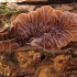 Tripe fungus - Auricularia mesenterica | Fotografijos autorius : Vidas Brazauskas | © Macronature.eu | Macro photography web site