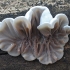 Tripe fungus - Auricularia mesenterica | Fotografijos autorius : Vytautas Gluoksnis | © Macronature.eu | Macro photography web site