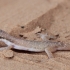 Tripoli Gecko - Tropiocolotes tripolitanus | Fotografijos autorius : Gintautas Steiblys | © Macronature.eu | Macro photography web site