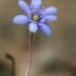 Triskiautė žibuoklė - Hepatica nobilis | Fotografijos autorius : Gintautas Steiblys | © Macrogamta.lt | Šis tinklapis priklauso bendruomenei kuri domisi makro fotografija ir fotografuoja gyvąjį makro pasaulį.