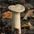 Trooping funnel - Infundibulicybe geotropa | Fotografijos autorius : Gintautas Steiblys | © Macronature.eu | Macro photography web site