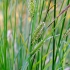 True sedges - Carex sp. | Fotografijos autorius : Darius Baužys | © Macronature.eu | Macro photography web site