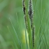 True sedges - Carex sp. | Fotografijos autorius : Gintautas Steiblys | © Macronature.eu | Macro photography web site