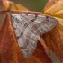 Trumpakojis pilkasprindis - Aplocera plagiata ♂ | Fotografijos autorius : Žilvinas Pūtys | © Macrogamta.lt | Šis tinklapis priklauso bendruomenei kuri domisi makro fotografija ir fotografuoja gyvąjį makro pasaulį.