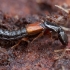 Trumpasparnis - Nudobius lentus | Fotografijos autorius : Žilvinas Pūtys | © Macrogamta.lt | Šis tinklapis priklauso bendruomenei kuri domisi makro fotografija ir fotografuoja gyvąjį makro pasaulį.