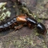 Trumpasparnis - Nudobius lentus | Fotografijos autorius : Žilvinas Pūtys | © Macrogamta.lt | Šis tinklapis priklauso bendruomenei kuri domisi makro fotografija ir fotografuoja gyvąjį makro pasaulį.