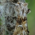 Trumpasparnis naktinukas - Calophasia lunula | Fotografijos autorius : Gintautas Steiblys | © Macrogamta.lt | Šis tinklapis priklauso bendruomenei kuri domisi makro fotografija ir fotografuoja gyvąjį makro pasaulį.