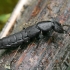 Trumpasparnis - Ocypus sp. | Fotografijos autorius : Gintautas Steiblys | © Macrogamta.lt | Šis tinklapis priklauso bendruomenei kuri domisi makro fotografija ir fotografuoja gyvąjį makro pasaulį.