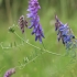 Mėlynžiedis vikis - Vicia cracca | Fotografijos autorius : Gintautas Steiblys | © Macronature.eu | Macro photography web site