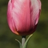 Tulpė - Tulipa 'Alma Adamkiene' | Fotografijos autorius : Gintautas Steiblys | © Macronature.eu | Macro photography web site