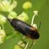 Tumbling Flower Beetle (Mordellistena humeralis) | Fotografijos autorius : Vidas Brazauskas | © Macronature.eu | Macro photography web site