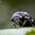 Tumbling flower beetle - Variimorda villosa  | Fotografijos autorius : Oskaras Venckus | © Macronature.eu | Macro photography web site