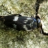 Tumbling flower beetle - Variimorda villosa | Fotografijos autorius : Ramunė Vakarė | © Macronature.eu | Macro photography web site