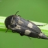 Tumbling flower beetle - Variimorda villosa | Fotografijos autorius : Vidas Brazauskas | © Macronature.eu | Macro photography web site