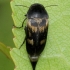 Tumbling flower beetle - Variimorda villosa | Fotografijos autorius : Algirdas Vilkas | © Macronature.eu | Macro photography web site