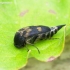 Tumbling flower beetle - Variimorda villosa | Fotografijos autorius : Romas Ferenca | © Macronature.eu | Macro photography web site