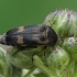 Tumbling flower beetle - Variimorda villosa | Fotografijos autorius : Gintautas Steiblys | © Macronature.eu | Macro photography web site