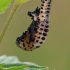 Tuopinis gluosninukas - Chrysomela populi, lėliukė | Fotografijos autorius : Gintautas Steiblys | © Macrogamta.lt | Šis tinklapis priklauso bendruomenei kuri domisi makro fotografija ir fotografuoja gyvąjį makro pasaulį.