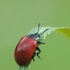 Tuopinis gluosninukas - Chrysomela populi | Fotografijos autorius : Vidas Brazauskas | © Macrogamta.lt | Šis tinklapis priklauso bendruomenei kuri domisi makro fotografija ir fotografuoja gyvąjį makro pasaulį.