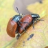 Tuopinis gluosninukas - Chrysomela populi | Fotografijos autorius : Kazimieras Martinaitis | © Macrogamta.lt | Šis tinklapis priklauso bendruomenei kuri domisi makro fotografija ir fotografuoja gyvąjį makro pasaulį.