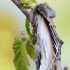 Tuopinis kuodis - Pheosia tremula | Fotografijos autorius : Arūnas Eismantas | © Macrogamta.lt | Šis tinklapis priklauso bendruomenei kuri domisi makro fotografija ir fotografuoja gyvąjį makro pasaulį.