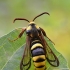 Tuopinis stiklasparnis - Sesia apiformis | Fotografijos autorius : Arūnas Eismantas | © Macrogamta.lt | Šis tinklapis priklauso bendruomenei kuri domisi makro fotografija ir fotografuoja gyvąjį makro pasaulį.