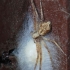 Turf running-spider - Philodromus cespitum | Fotografijos autorius : Arūnas Eismantas | © Macronature.eu | Macro photography web site