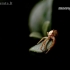 Turf running-spider - Philodromus cespitum | Fotografijos autorius : Alma Totorytė | © Macronature.eu | Macro photography web site