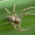 Turf running-spider - Philodromus cespitum | Fotografijos autorius : Vidas Brazauskas | © Macronature.eu | Macro photography web site