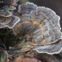 Turkey-tail - Trametes versicolor | Fotografijos autorius : Vytautas Gluoksnis | © Macronature.eu | Macro photography web site