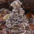 Įvairiaspalvė kempė - Trametes versicolor | Fotografijos autorius : Vytautas Gluoksnis | © Macronature.eu | Macro photography web site