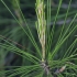 Turkish pine - Pinus brutia | Fotografijos autorius : Gintautas Steiblys | © Macronature.eu | Macro photography web site