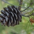 Uolinė pušis - Pinus brutia | Fotografijos autorius : Gintautas Steiblys | © Macronature.eu | Macro photography web site