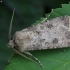 Turnip Moth - Agrotis segetum ♂ | Fotografijos autorius : Vidas Brazauskas | © Macronature.eu | Macro photography web site