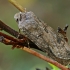 Turnip Moth - Agrotis segetum | Fotografijos autorius : Gintautas Steiblys | © Macronature.eu | Macro photography web site