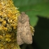 Turnip Moth - Agrotis segetum | Fotografijos autorius : Vidas Brazauskas | © Macronature.eu | Macro photography web site