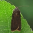 Turnip Moth - Agrotis segetum | Fotografijos autorius : Vidas Brazauskas | © Macronature.eu | Macro photography web site