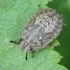 Turtle Shieldbug - Podops inunctus, nymph | Fotografijos autorius : Vidas Brazauskas | © Macronature.eu | Macro photography web site