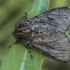 Tussock Moth - Ocneria atlantica | Fotografijos autorius : Gintautas Steiblys | © Macronature.eu | Macro photography web site