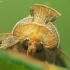 Tutt’s Burnished Brass - Diachrysia tutti (=stenochrysis) | Fotografijos autorius : Vidas Brazauskas | © Macronature.eu | Macro photography web site