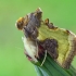 Tutt’s Burnished Brass - Diachrysia tutti  | Fotografijos autorius : Gintautas Steiblys | © Macronature.eu | Macro photography web site