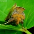 Tutt’s Burnished Brass - Diachrysia tutti | Fotografijos autorius : Romas Ferenca | © Macronature.eu | Macro photography web site