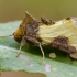 Tutt’s Burnished Brass | Fotografijos autorius : Darius Baužys | © Macronature.eu | Macro photography web site